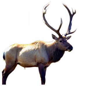 Elk In The Wild Png Qga70 PNG image