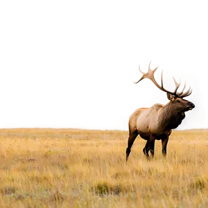 Elk Roaming Png Orl PNG image