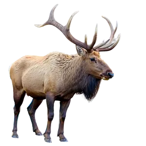 Elk Wildlife PNG 86