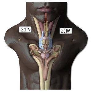 Emergency Cricothyrotomy Png 67 PNG image