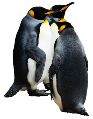 Emperor Penguins Bonding