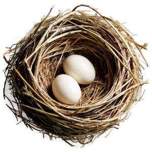 Empty Bird Nest PNG Rew