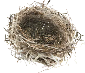 Empty Bird Nest Top View PNG