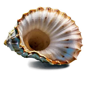 Empty Conch Shell PNG 06132024