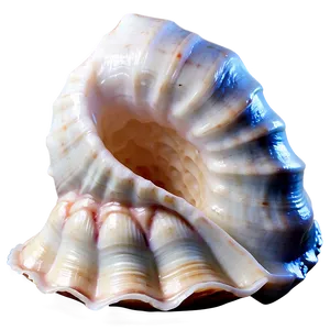 Empty Conch Shell PNG 41