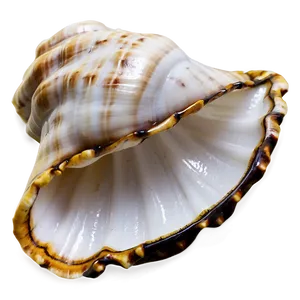 Empty Conch Shell PNG Ihn72 PNG