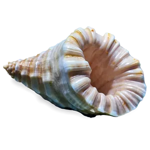 Empty Conch Shell PNG Lkh16 PNG