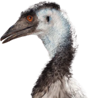 Emu Head Portrait PNG image