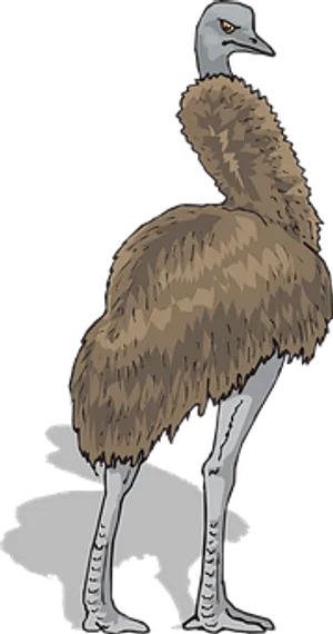 Emu Illustration Brown Feathers