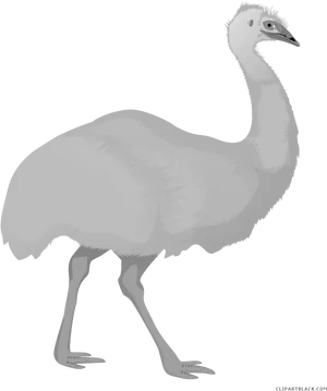 Emu Illustration Graphic PNG image