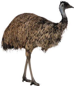 Emu Standing Side View PNG image