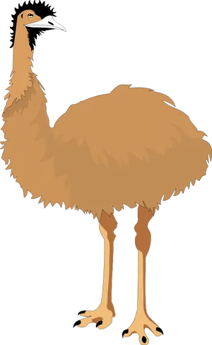 Emu Vector Illustration PNG image