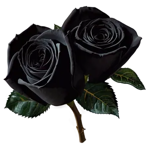 Enchanted Black Roses PNG Nej PNG