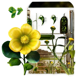 Enchanted Buttercup Png Exw62 PNG image