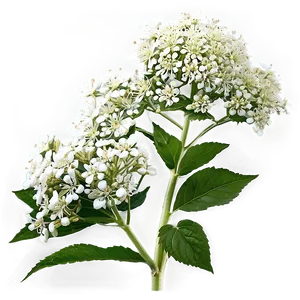 Enchanted Elderflower PNG 06252024 PNG
