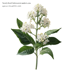 Enchanted Elderflower PNG 95
