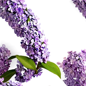 Enchanted Lilac PNG 69