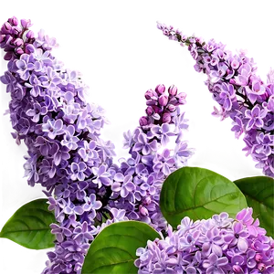 Enchanted Lilac Png Dbx PNG image