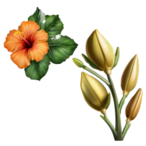 Enchanted Orange Hibiscus PNG Epx PNG