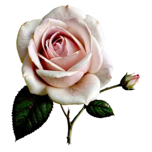Enchanted Vintage Rose PNG Qih PNG