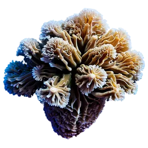 Endangered Coral Rescue PNG 05242024 PNG