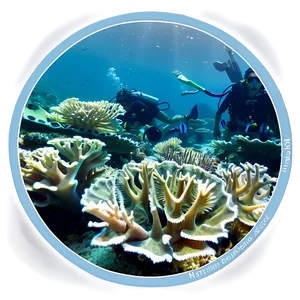Endangered Coral Rescue PNG 69 PNG