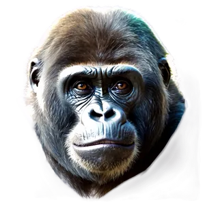 Endangered Gorilla Harambe Png Pja PNG image