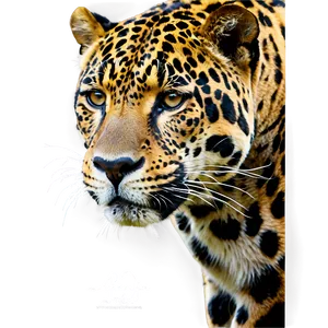 Endangered Jaguar PNG Dtk