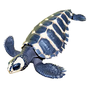 Endangered Leatherback Turtle PNG 06292024