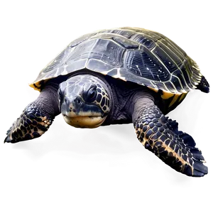 Endangered Leatherback Turtle PNG 06292024