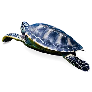 Endangered Sea Turtle Species Png Cds40 PNG image
