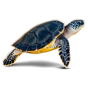 Endangered Sea Turtle Species PNG Rau90