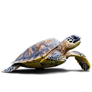 Endangered Sea Turtle Species Png Xbo PNG image