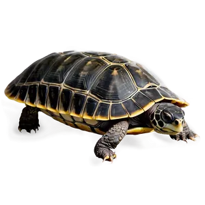 Endangered Turtle Species Png 05232024 PNG image