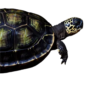 Endangered Turtle Species Png Stg PNG image