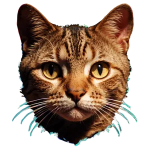 Endearing Cat Image PNG Bmu47