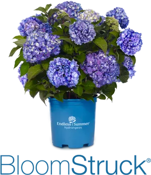 Endless Summer Bloom Struck Hydrangea PNG image