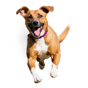 Energetic Dog Running Png Ixo PNG image