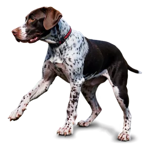 Energetic German Shorthaired Pointer PNG 06292024