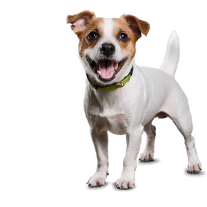 Energetic Jack Russell Dog Png Rbb53 PNG image