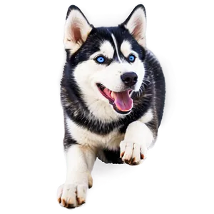 Energetic Siberian Husky Png 40 PNG image