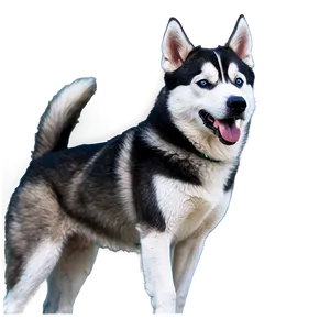Energetic Siberian Husky PNG 58