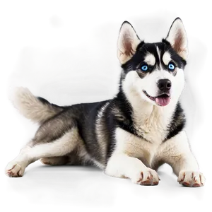 Energetic Siberian Husky PNG Mpv45 PNG