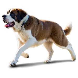 Energetic St Bernard Running PNG 06292024