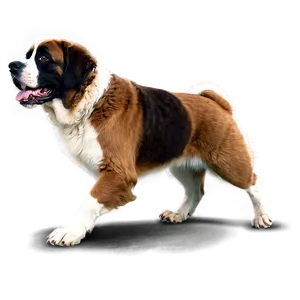 Energetic St Bernard Running PNG 06292024