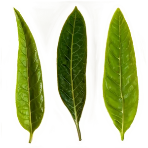English Breakfast Tea Leaf PNG 2 PNG