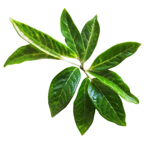 English Breakfast Tea Leaf PNG Aki PNG