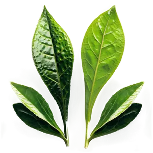 English Breakfast Tea Leaf PNG Vra PNG