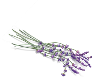 English Lavender Bouquet PNG image