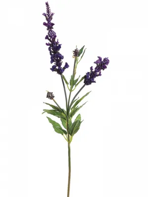 English Lavender Plant PNG image